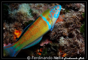 A very fast fish (Thalassoma pavo). It is not practically... by Ferdinando Meli 